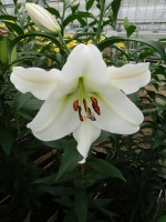 [5167 Topeka No02.JPG]